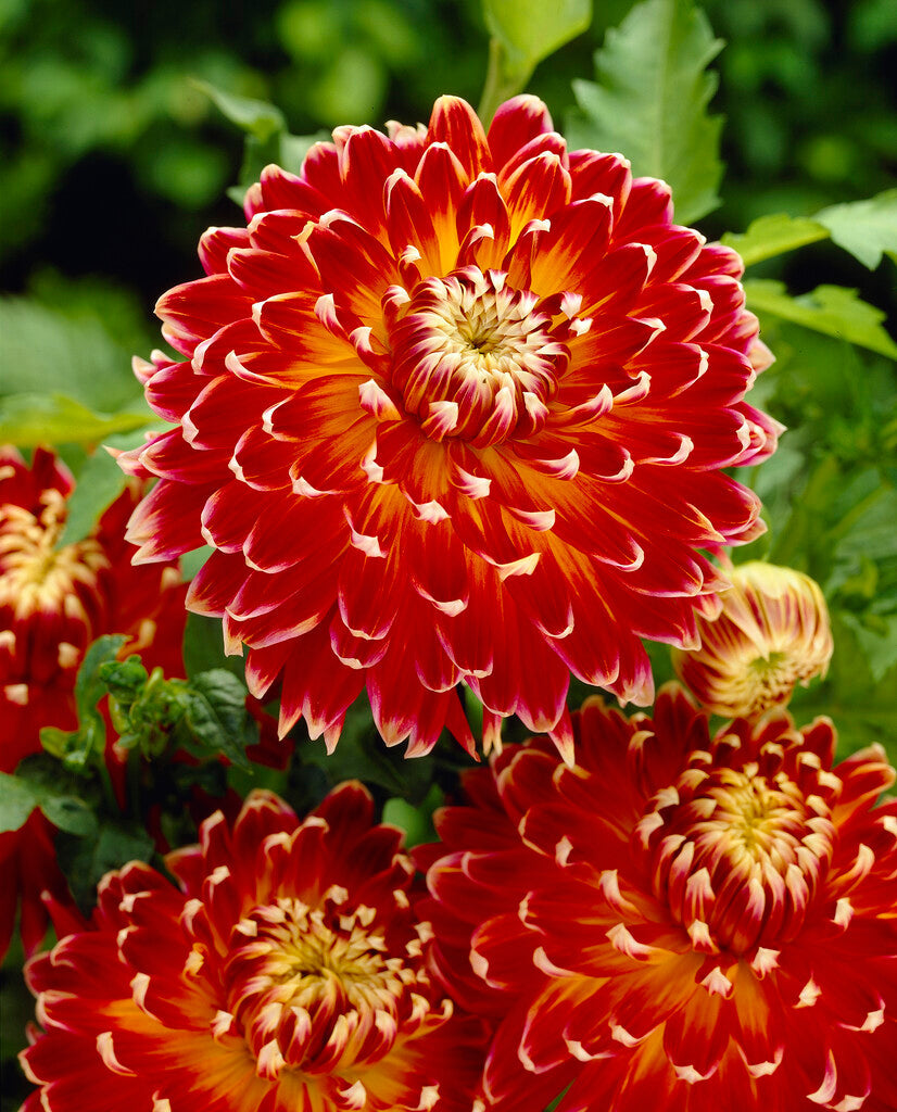 Dahlia Dekorativ Akita 1-pack